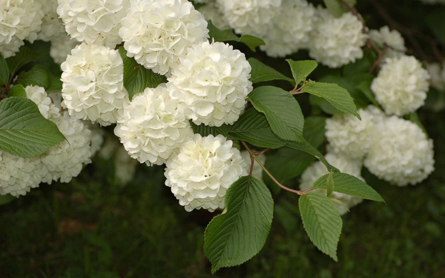 Калина бульденеж