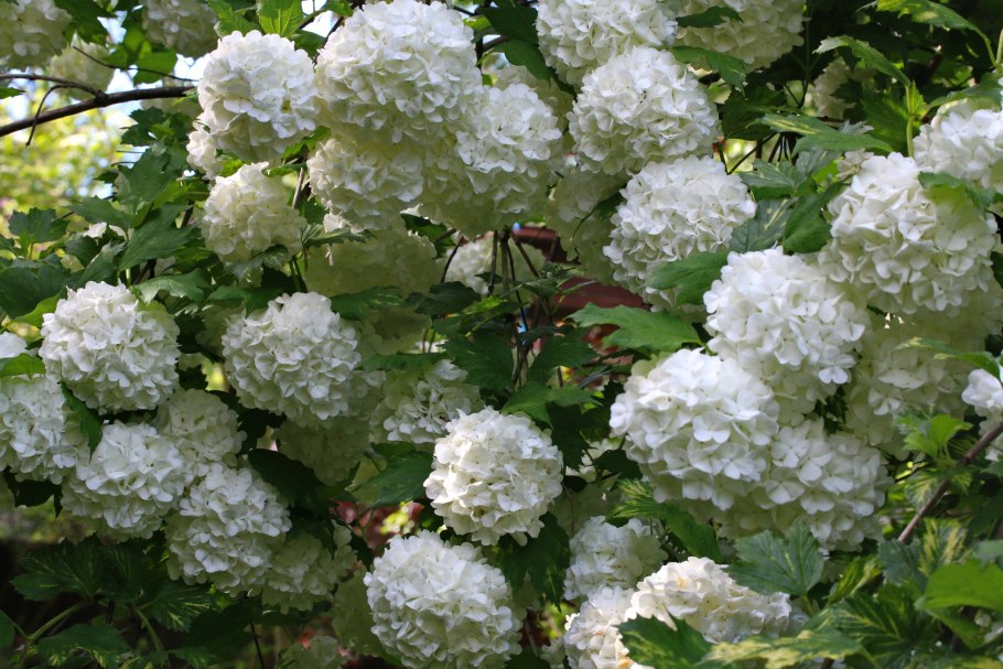 Спирея бульденеж