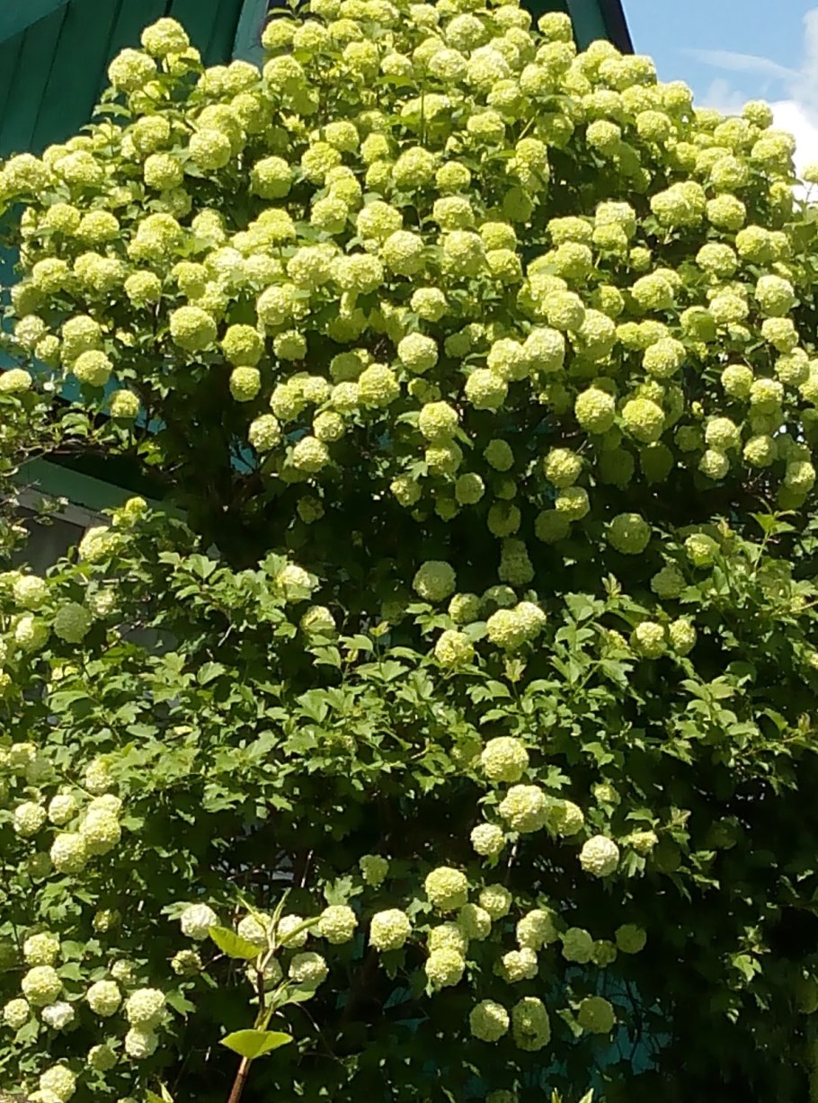 Калина бульденеж