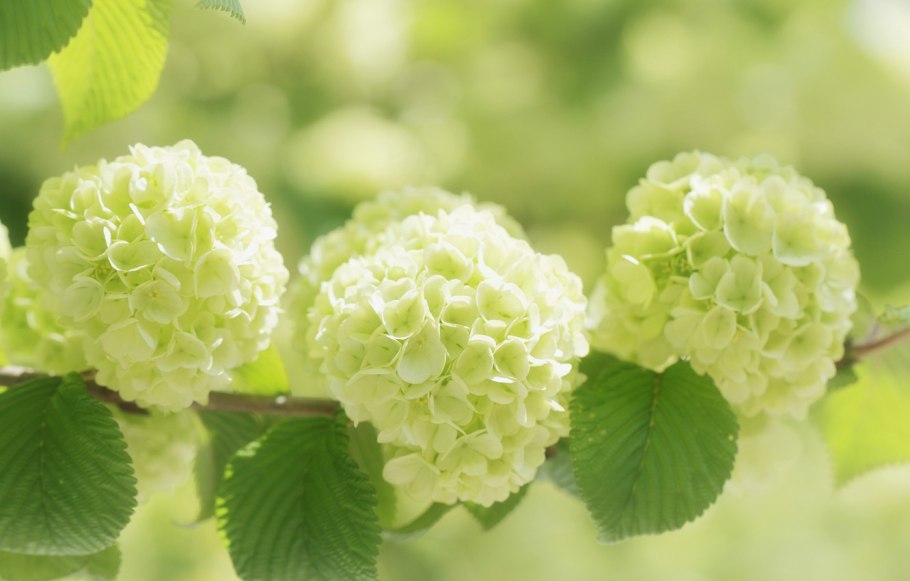 Калина декоративная бульденеж