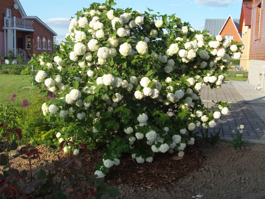 Розалия Бангладеш растение