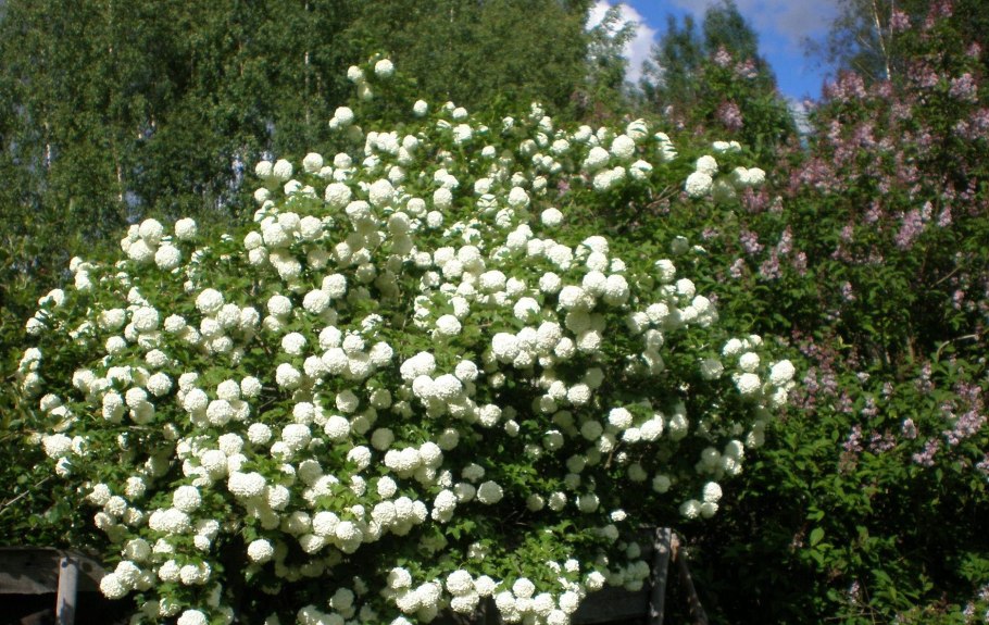 Калина обыкновенная Розеум бульденеж