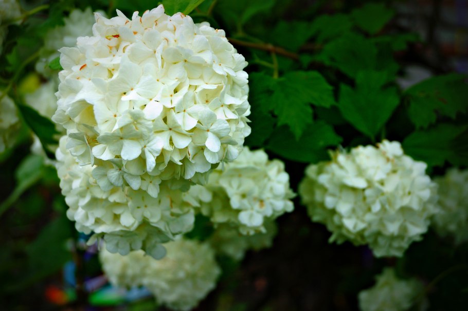 Калина бульденеж Roseum