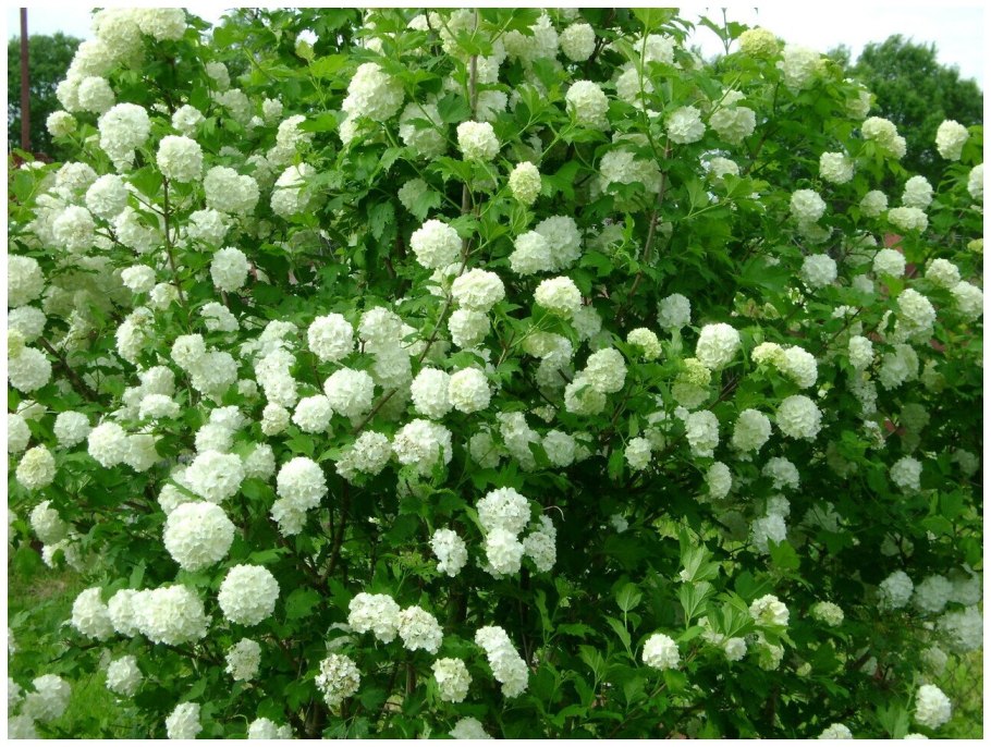 Калина шаровидная бульденеж