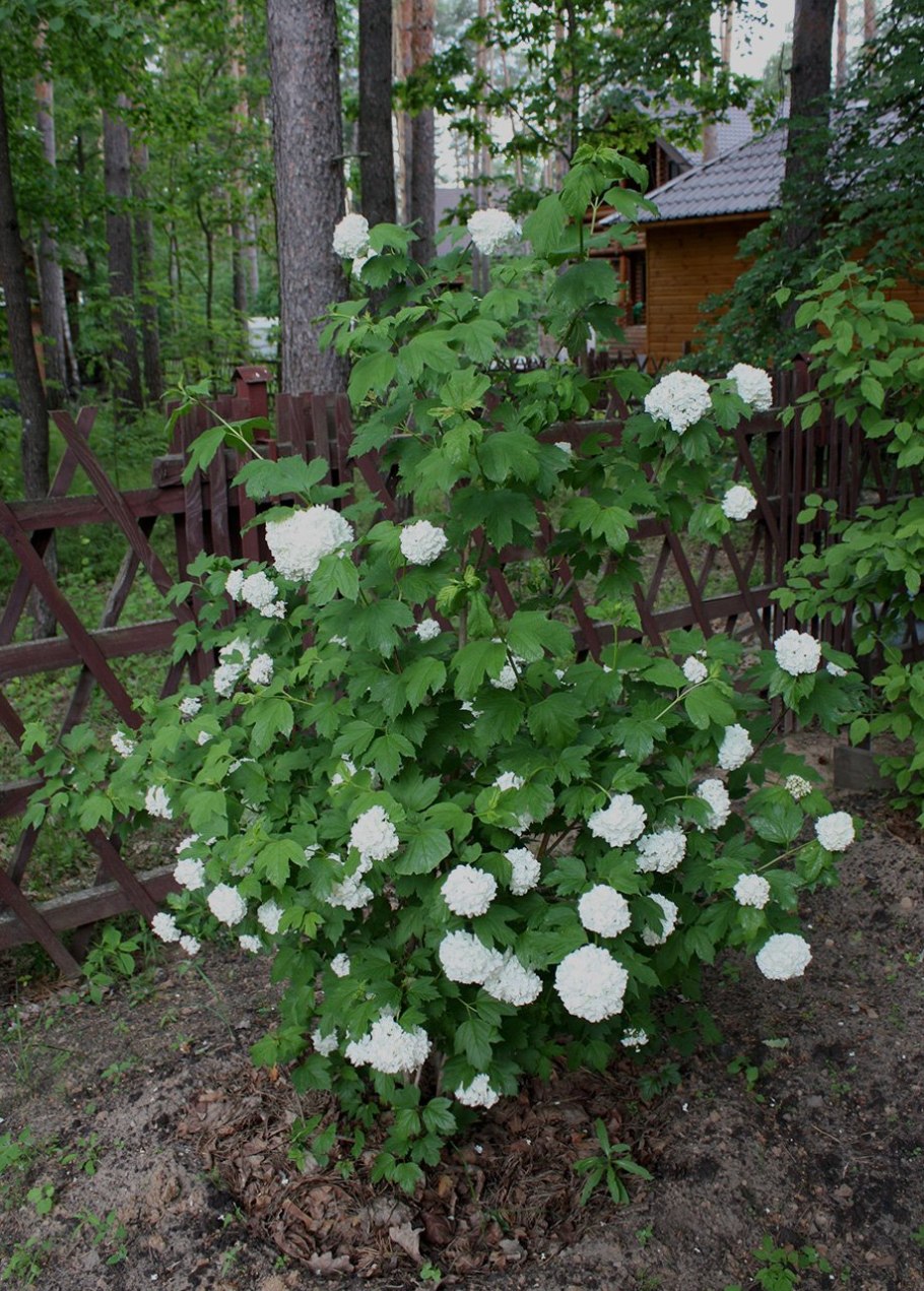 Калина складчатая Viburnum plicatum tomentosum