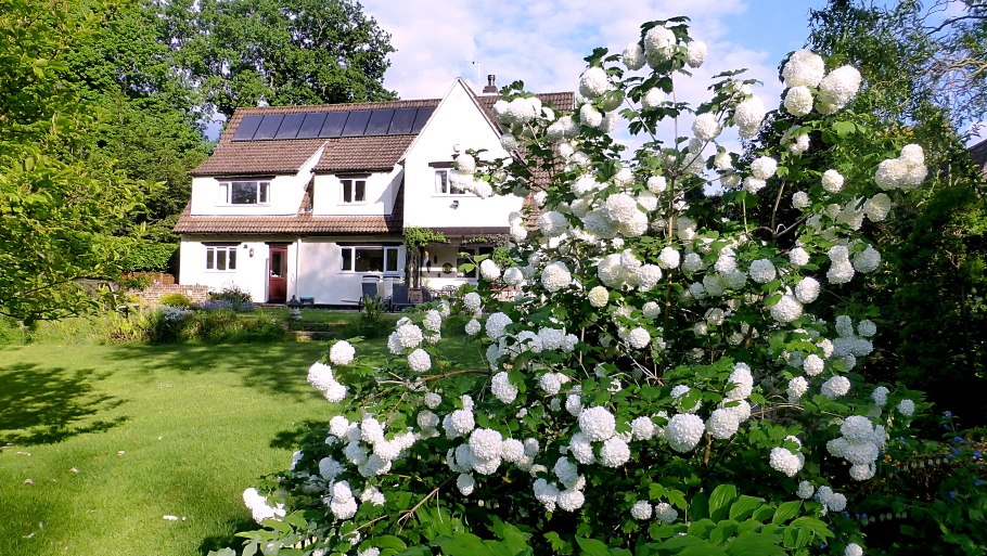 Калина бульденеж в саду