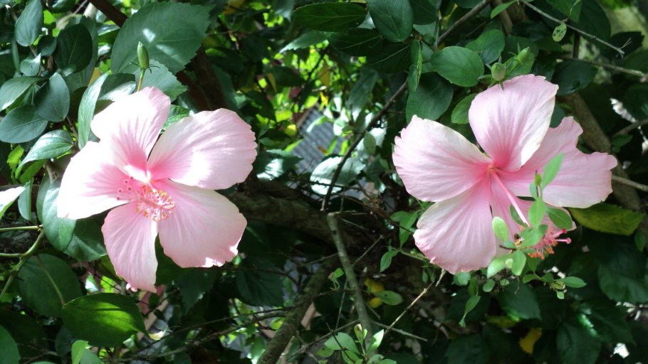 Девушка с бархатцами