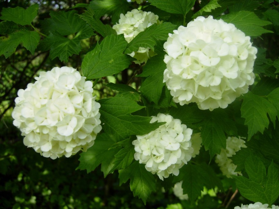 Калина бульденеж цветение