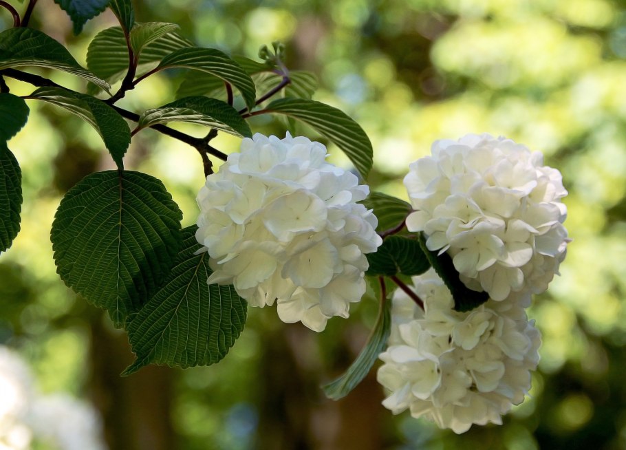 Калина обыкновенная Розеум куст