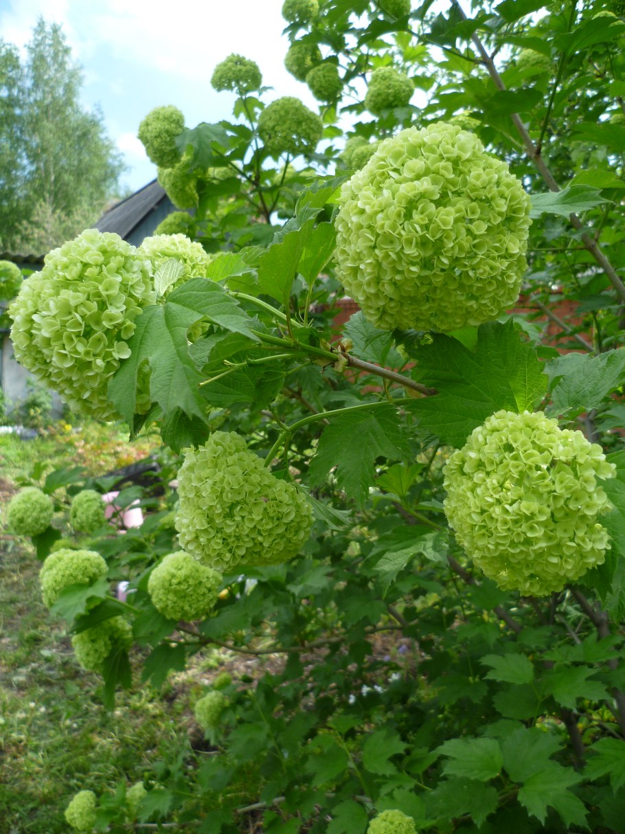 Калина обыкновенная бульденеж