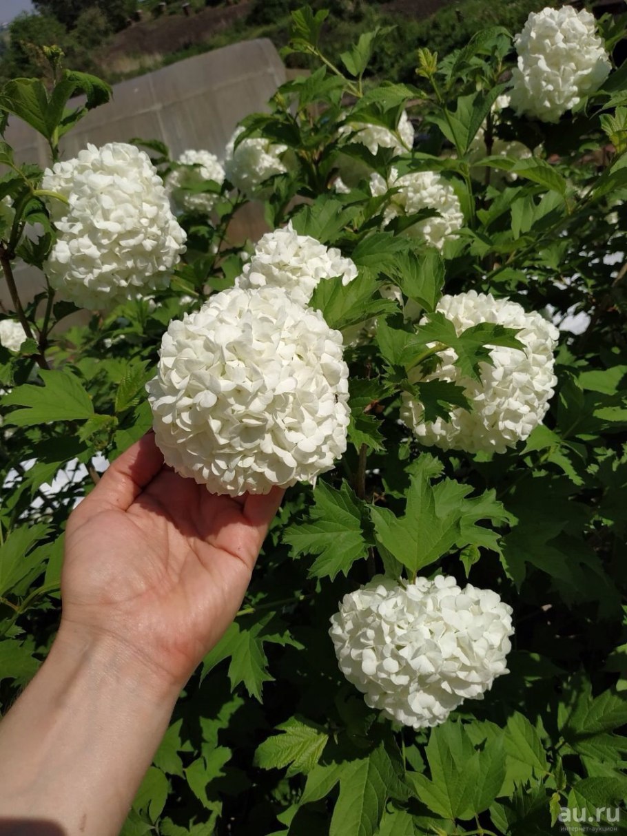 Калина бульденеж