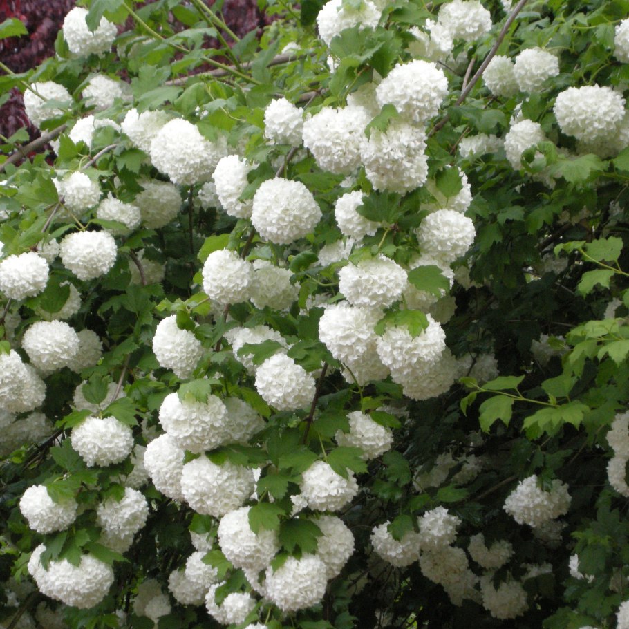 Lagerstroemia Pure White