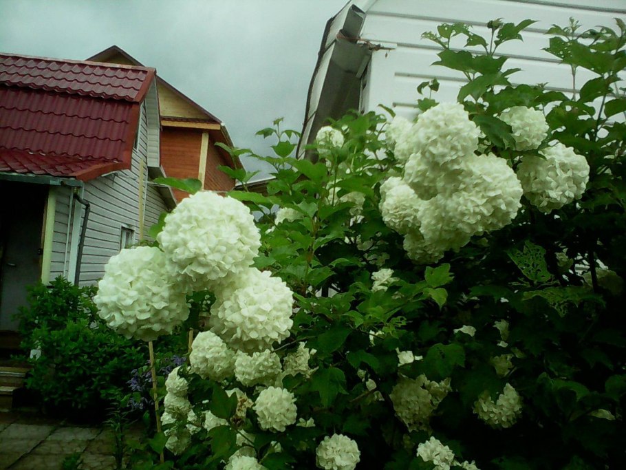 Калина бульденеж штамбовая