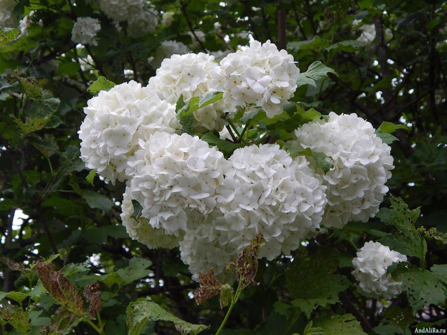 Калина бульденеж