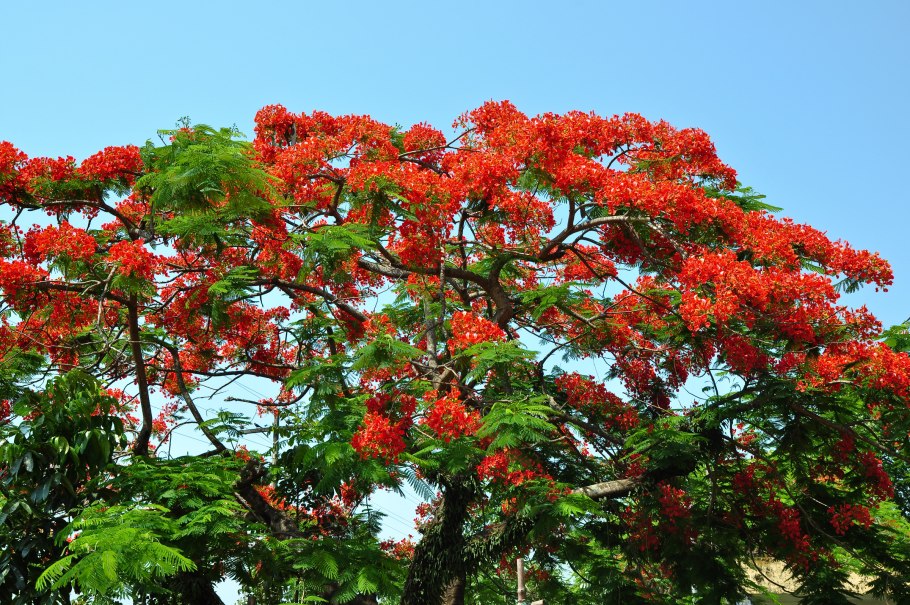 Калина бульденеж штамбовая