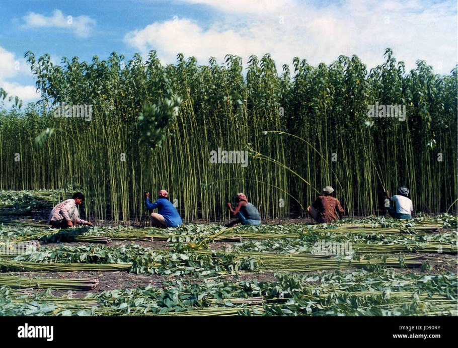 Куст Дикая Калина