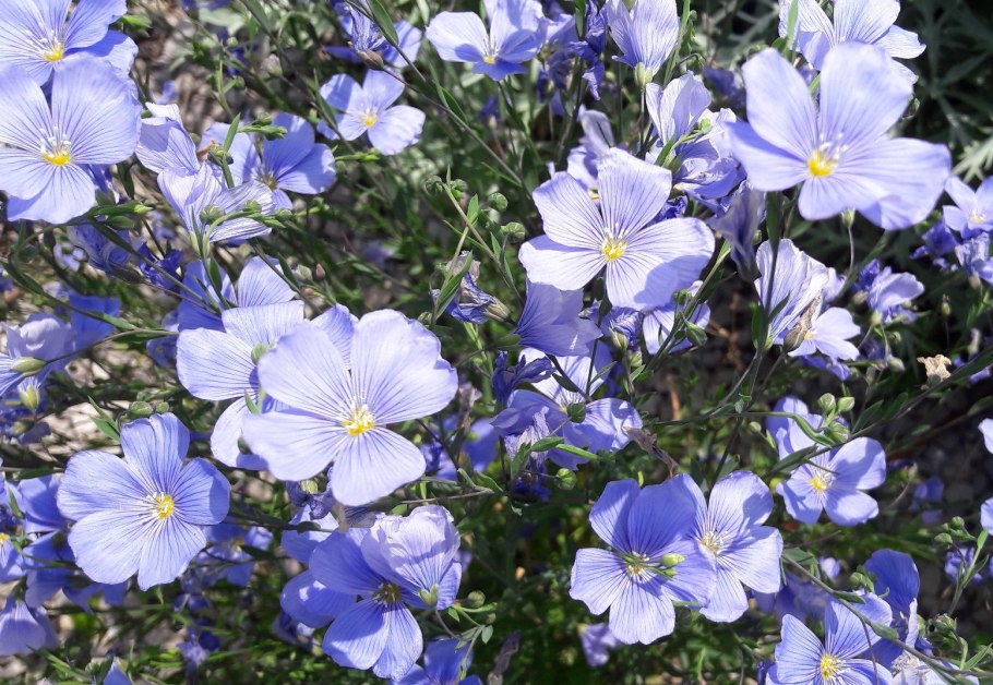 Лен многолетний Блу