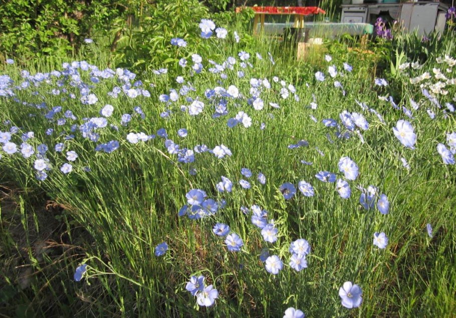 Многолетник лен Небесная лазурь