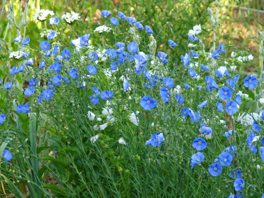 Лен многолетний Небесная лазурь