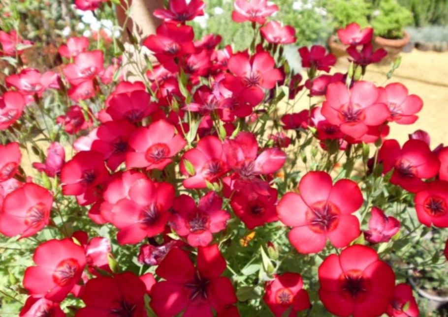 Однолетний лен крупноцветковый