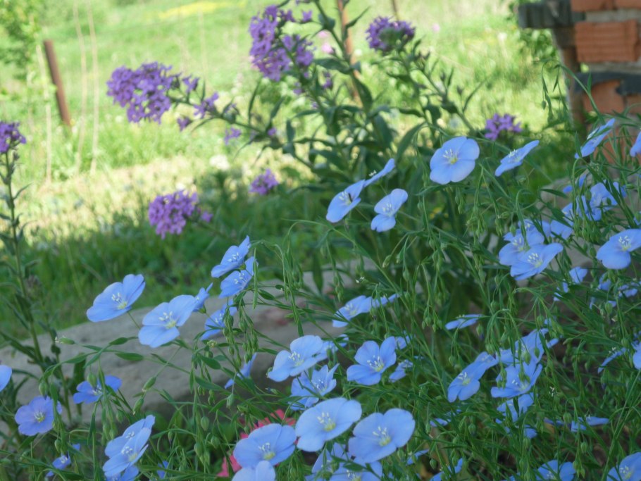 Лен многолетний Блу