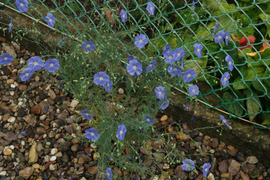 Лен многолетний Сибирский