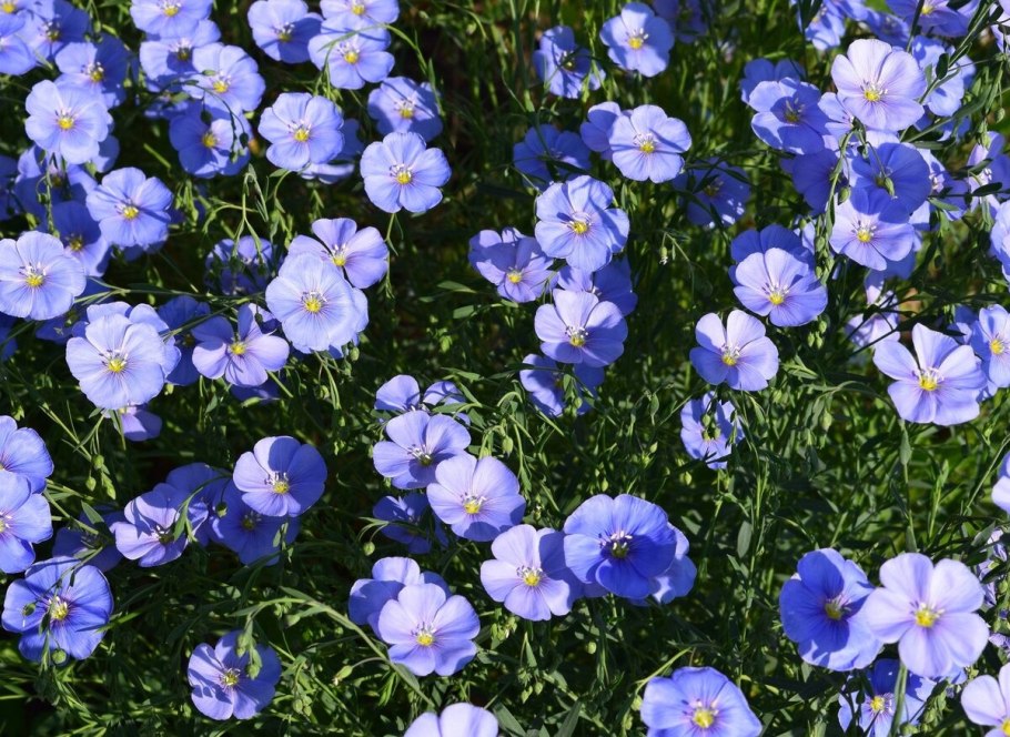 Лен многолетний Небесный