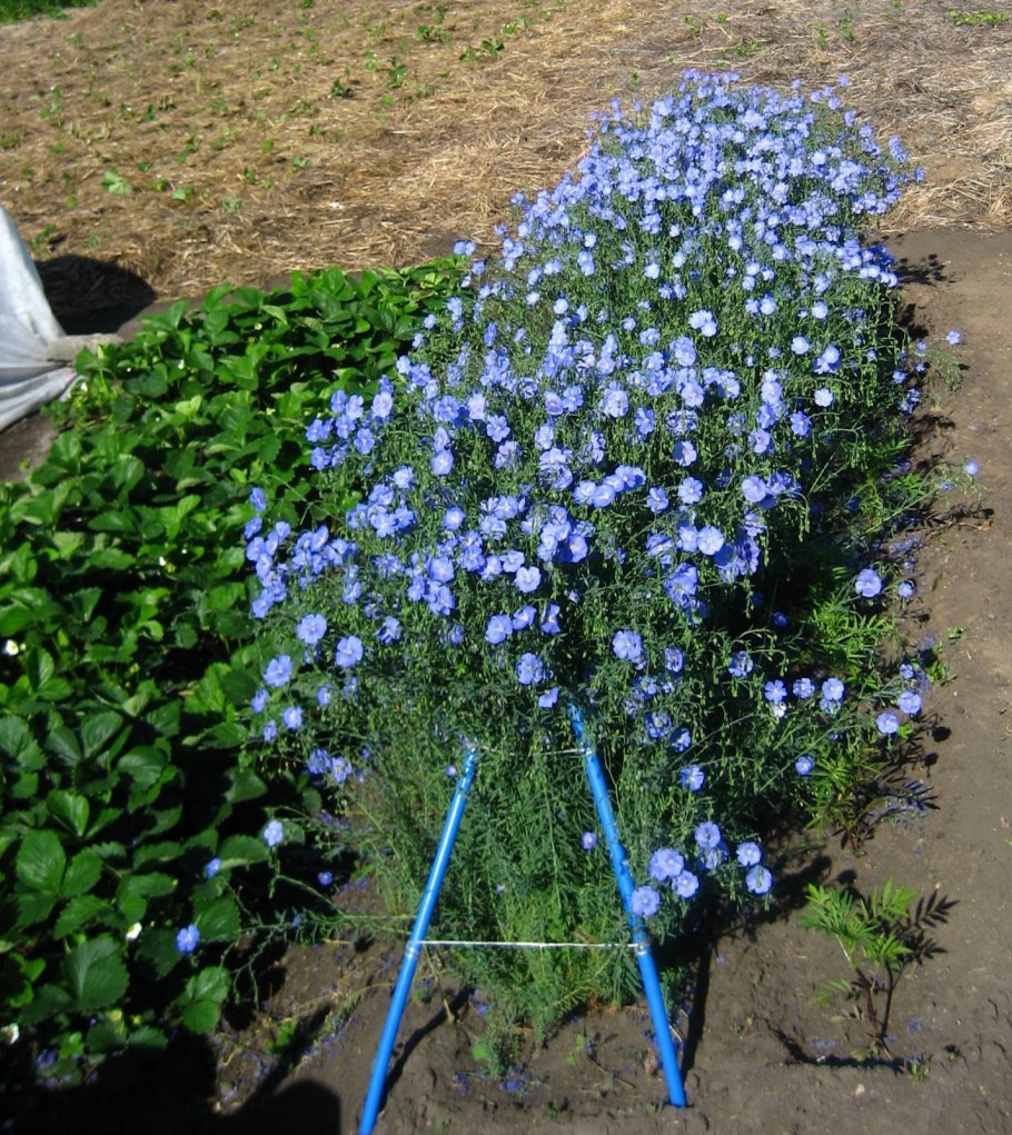 Лён многолетний Geolia «Небесный»