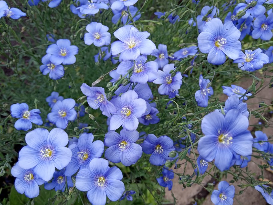 Лён крупноцветковый (Linum grandiflorum)