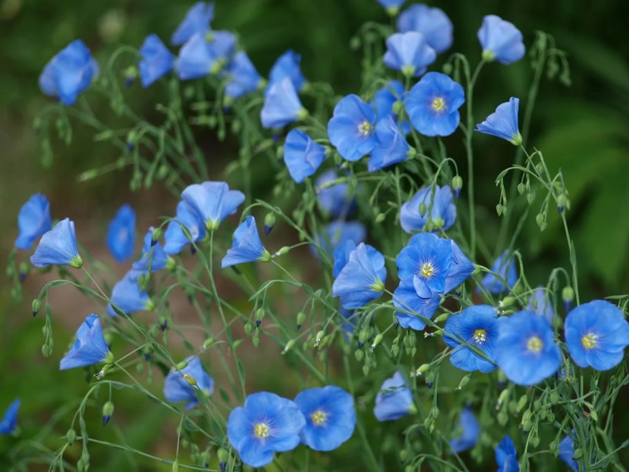 Лютик голубой полевой