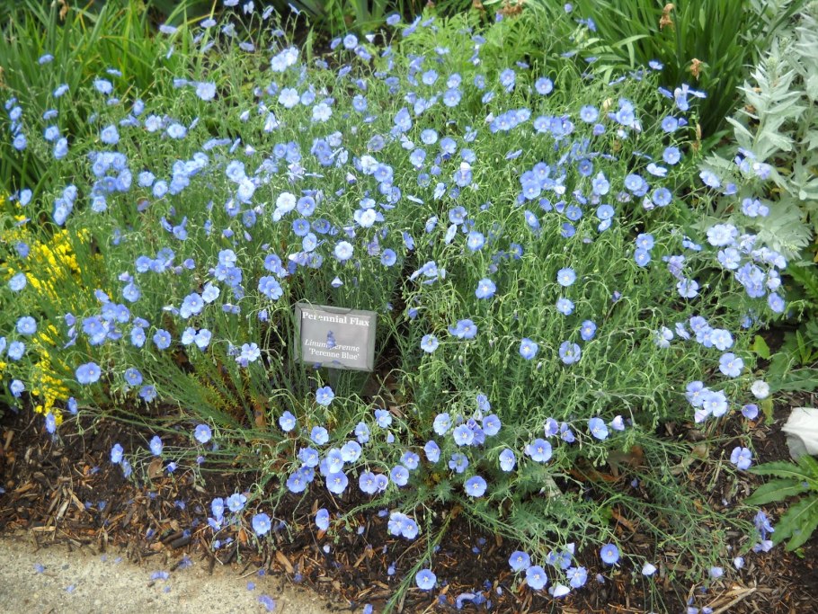 Лен многолетний Небесная лазурь