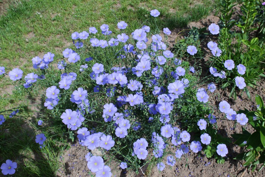 Лен крупноцветковый многолетний