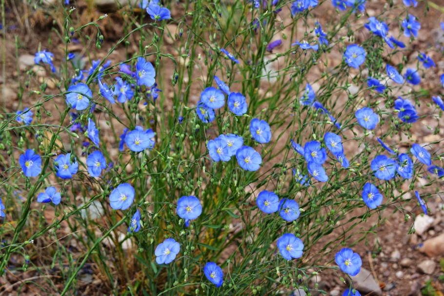 Лен многолетний Блу