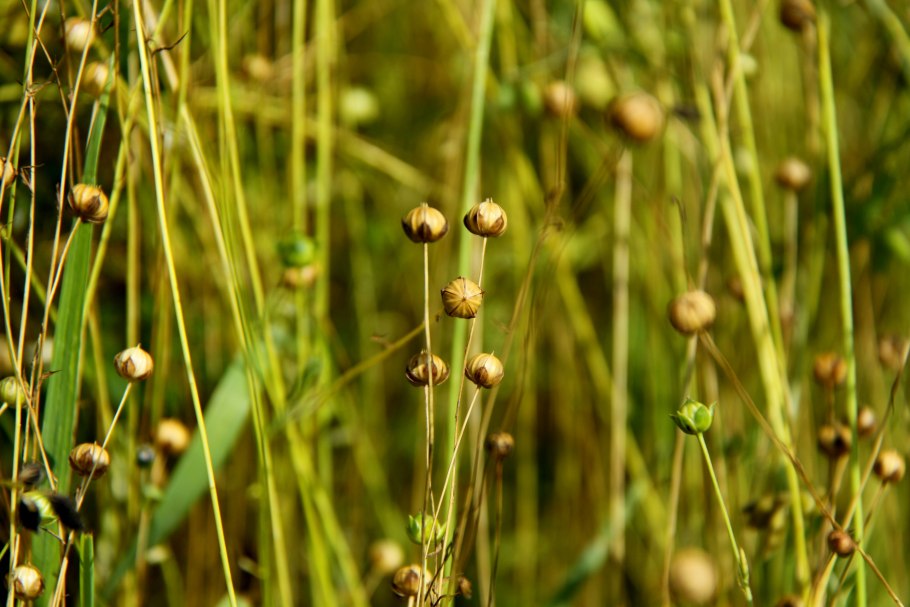 Лен многолетний Диамант