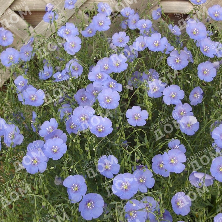 Лён многолетний Сафир