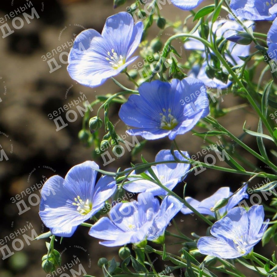 Лен многолетний Блу