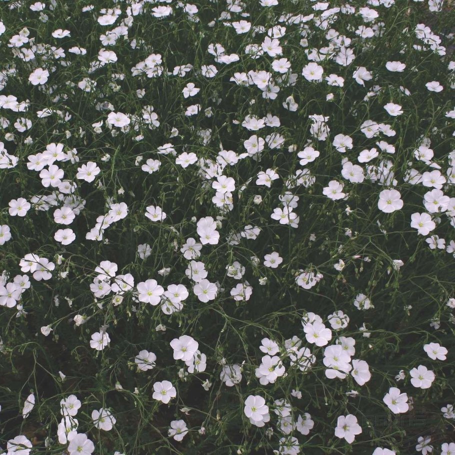 Лен многолетний Блу