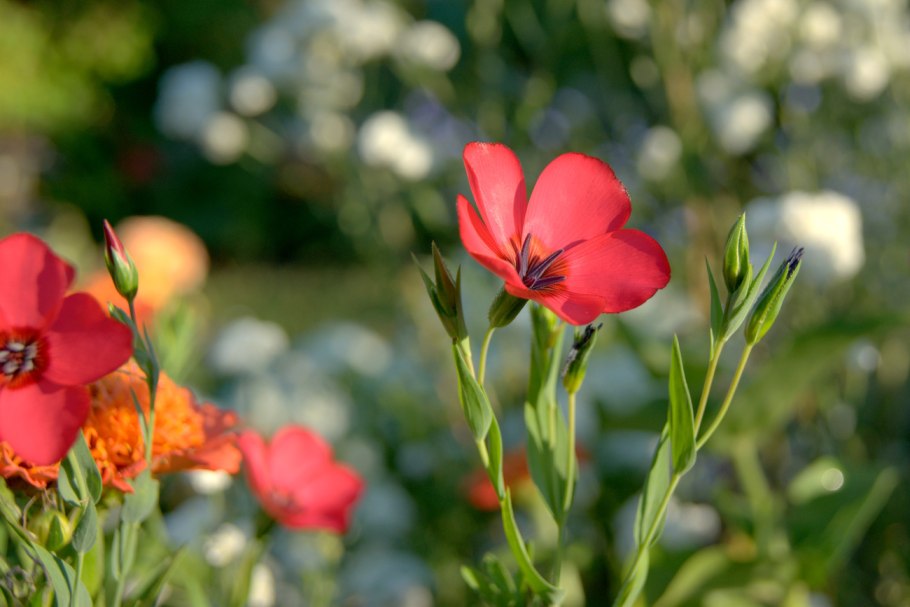 Лен крупноцветковый Скарлет