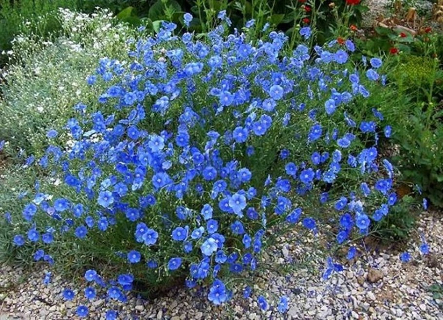 Лен многолетний Блу