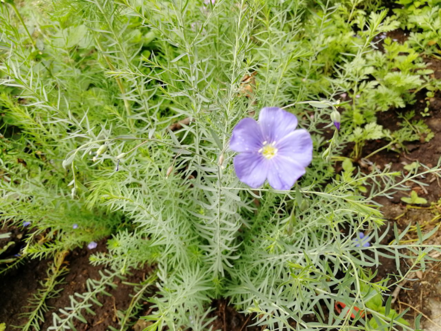 Дельфиниум грандифлора