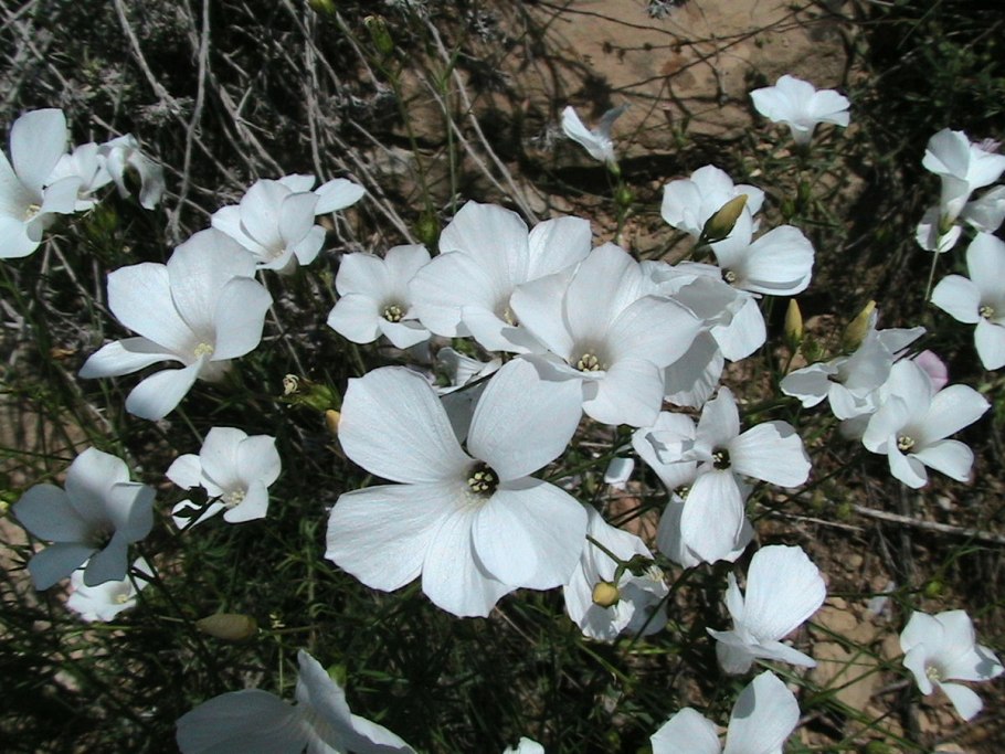 Лен многолетний Linum perénne