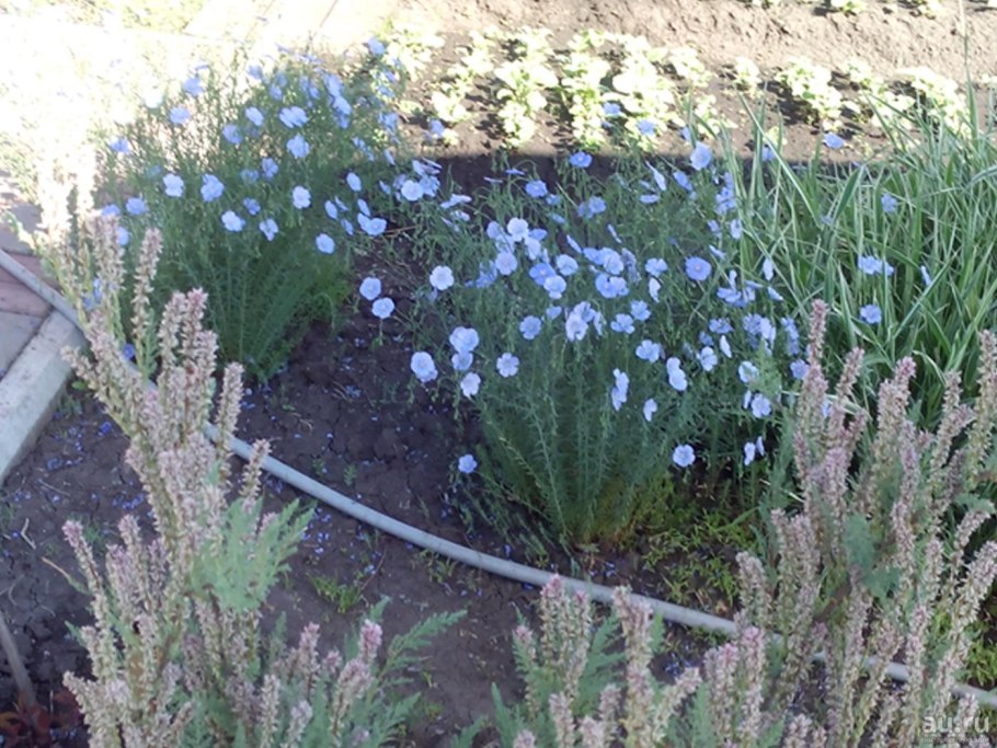 Лен многолетний Блю Скай