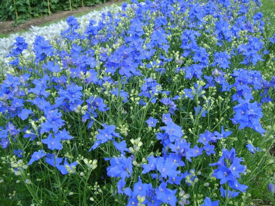 Космея в миксбордере