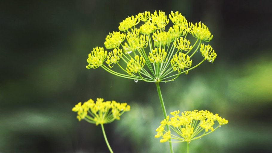 Зонтичные (Umbelliferae(Apiaceae))