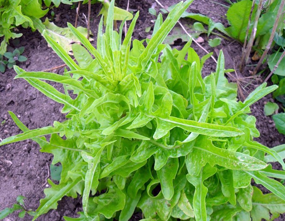 Эндивий эскариол