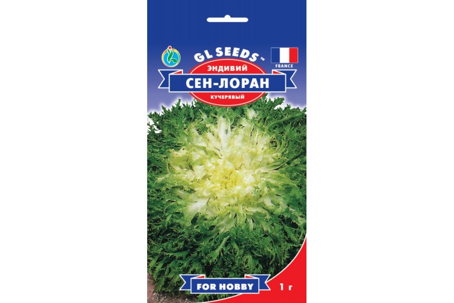 Курчавый эндивий