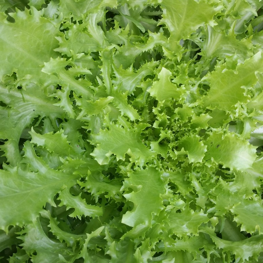 Эндивий кудрявый