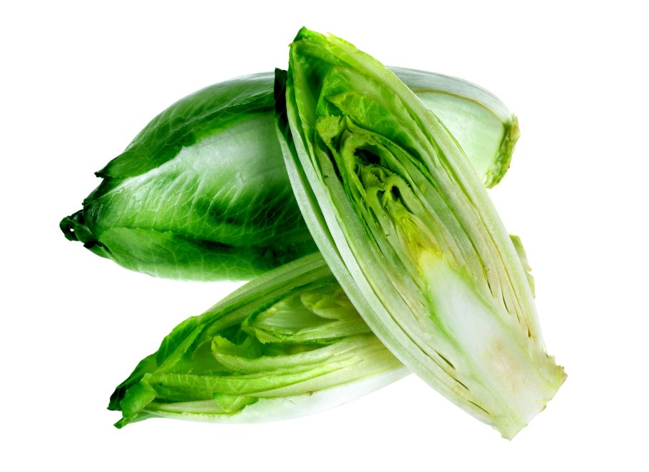 Цикорий салатный эндивий