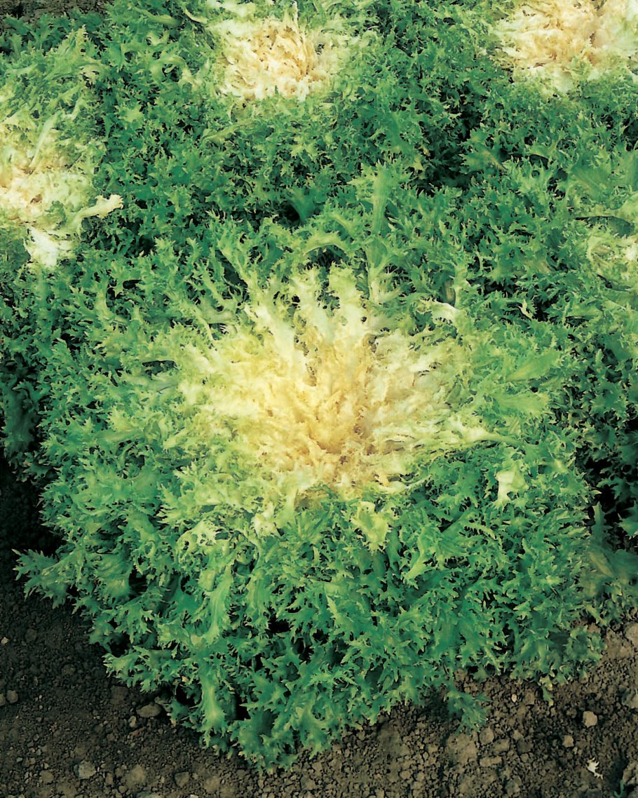 Эндивий или Мицуно