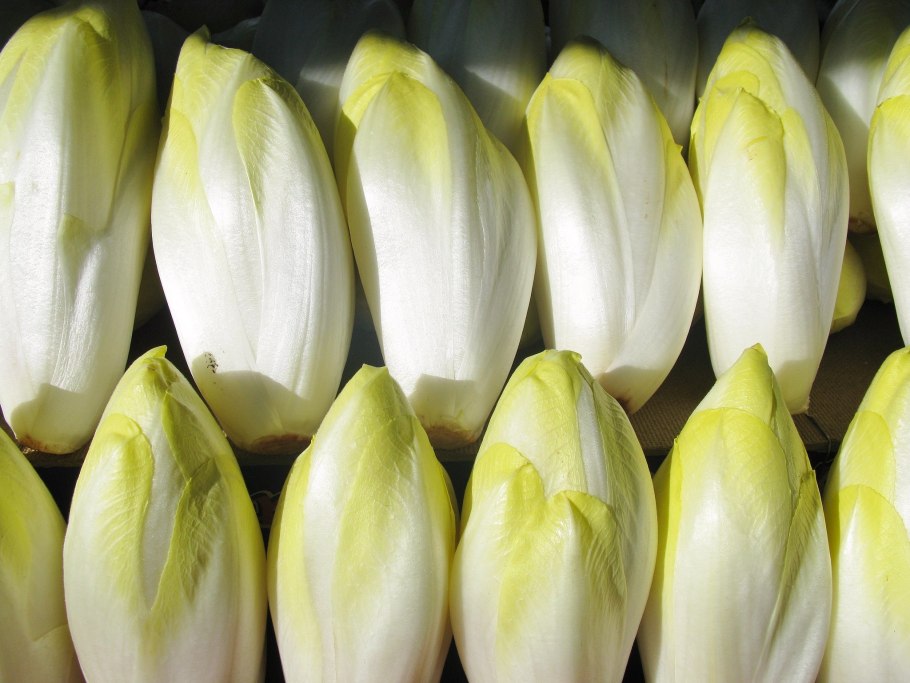 Цикорный салат Витлуф